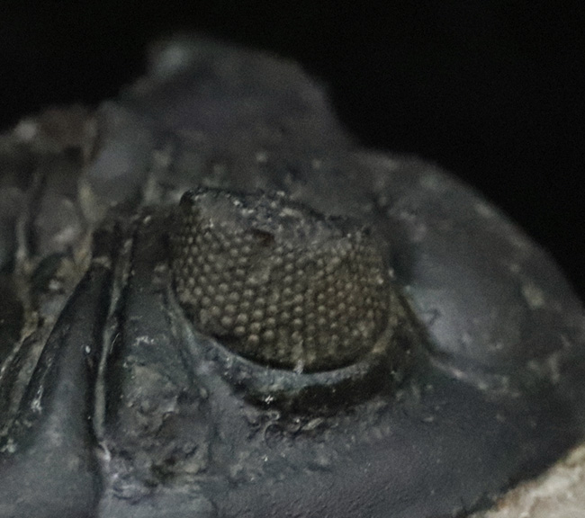 ジベル・イスムールのタゾライト層から発見された極めて上質かつ立派な三葉虫、ホラルドプス・ハイフィンケリ（Hollardops hyfinkeli）（その9）