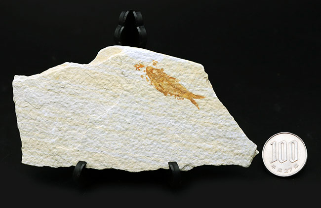 米国ワイオミング州の公認化石、およそ５０００万年前に棲息していた絶滅古代魚、ナイティア（Knightia）の化石（その10）