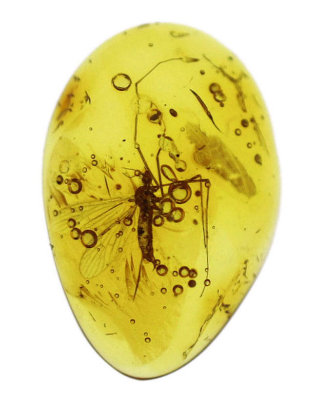 ４０００万年前の虫を内包！希少なヒメガガンボ科の虫を内包したバルト海産の琥珀（Amber）（その2）