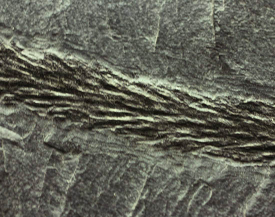 掘り出し物！レア！古代の木生シダ、レピトデンドロン(Lepidodendron) の枝葉の化石（その7）