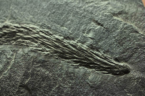 掘り出し物！レア！古代の木生シダ、レピトデンドロン(Lepidodendron) の枝葉の化石（その8）