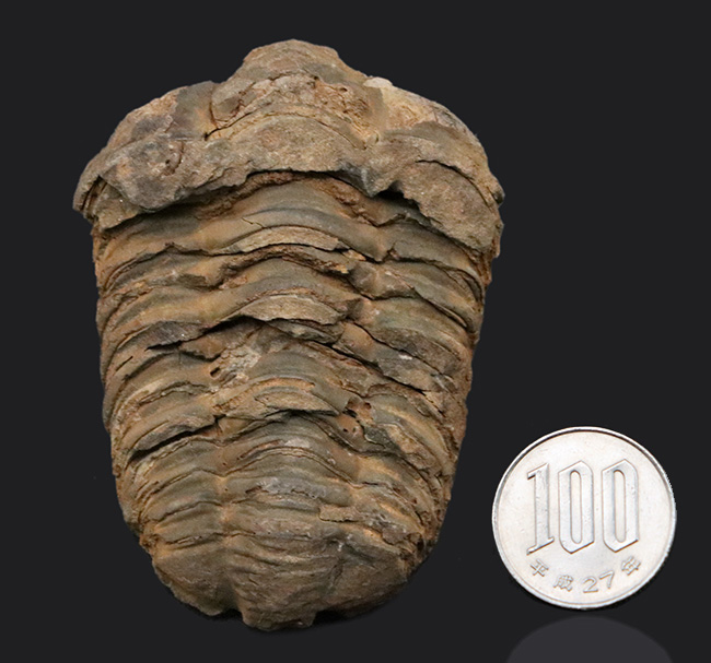 厚み、幅ともにあり！モロッコ産の三葉虫カリメネ（Calymene）の化石（その8）