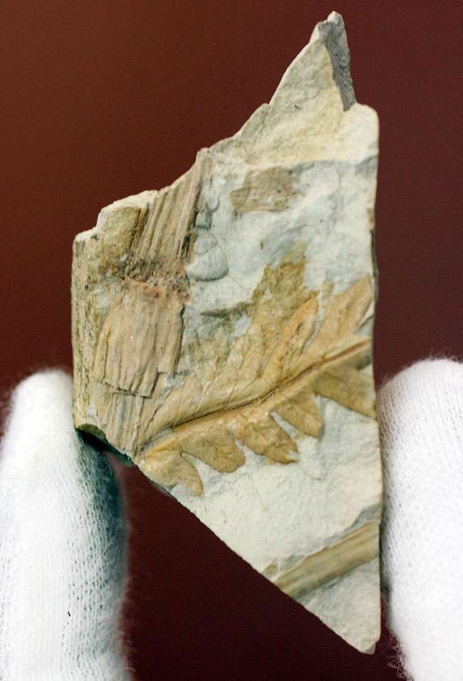 兵庫県神戸市産の立体的な植物片（葉）の化石（その2）