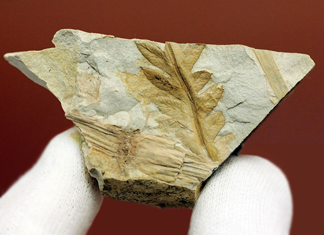 兵庫県神戸市産の立体的な植物片（葉）の化石（その8）