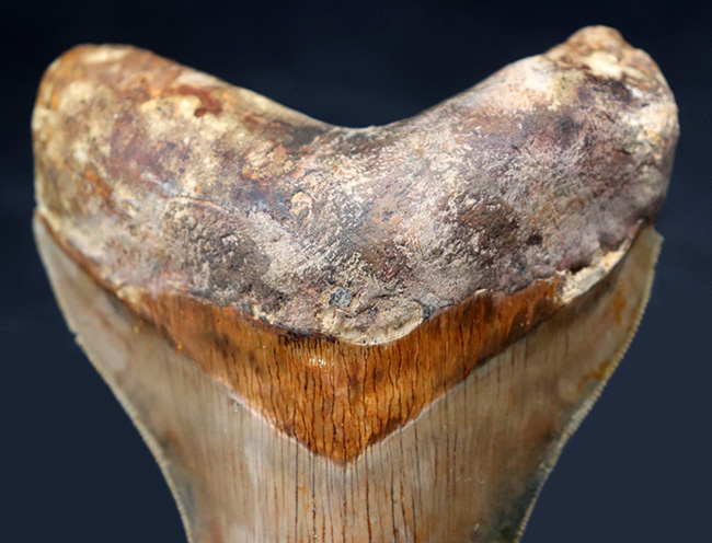 レア＆ビューティー！貴殿のコレクションの中央に飾っていただきたい、レアなインドネシア産の、とても上質なメガロドン（Megalodon）の巨大歯化石（その4）