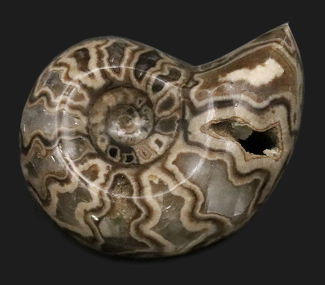 北海道産にしては珍しいスタイル！縫合線模様が美しい、北海道産の白亜紀のアンモナイト（Ammonite）のハーフカット＆ポリッシュ標本（その1）