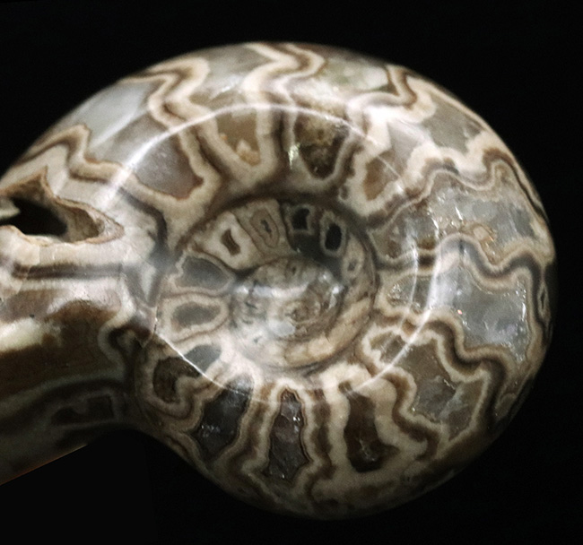 北海道産にしては珍しいスタイル！縫合線模様が美しい、北海道産の白亜紀のアンモナイト（Ammonite）のハーフカット＆ポリッシュ標本（その2）