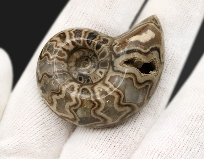 北海道産にしては珍しいスタイル！縫合線模様が美しい、北海道産の白亜紀のアンモナイト（Ammonite）のハーフカット＆ポリッシュ標本（その3）