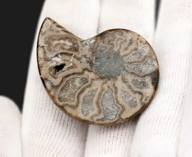 北海道産にしては珍しいスタイル！縫合線模様が美しい、北海道産の白亜紀のアンモナイト（Ammonite）のハーフカット＆ポリッシュ標本（その4）