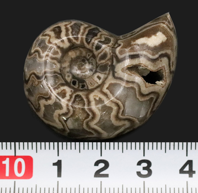 北海道産にしては珍しいスタイル！縫合線模様が美しい、北海道産の白亜紀のアンモナイト（Ammonite）のハーフカット＆ポリッシュ標本（その5）