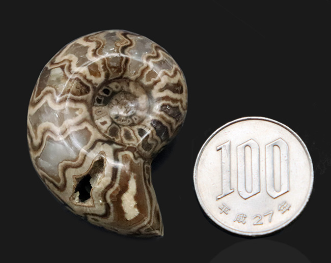 北海道産にしては珍しいスタイル！縫合線模様が美しい、北海道産の白亜紀のアンモナイト（Ammonite）のハーフカット＆ポリッシュ標本（その6）