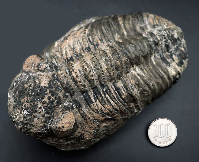 本体カーブ計測で１７センチを超える、メガサイズの三葉虫、ドロトプス・メガロマニクス（Drotops megalomanicus）の化石（その10）