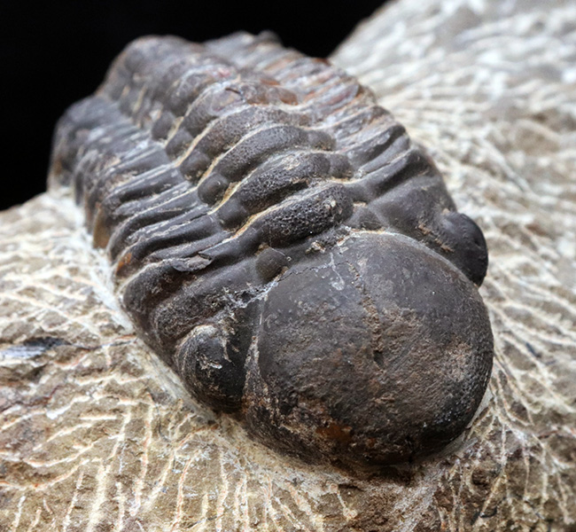 どでかい頭鞍部にご注目！本体カーブ計測９３ミリ！モロッコ産のデボン紀の三葉虫、リードプス（Reedops）の化石（その2）