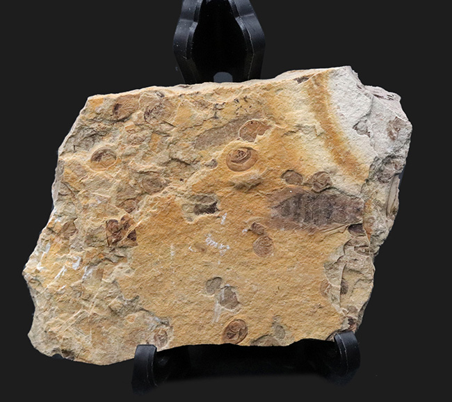 中国北部地方のジュラ紀の地層より採集された、セミに似た羽虫が鎮座した群集化石（その2）