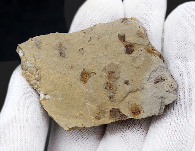 中国北部地方のジュラ紀の地層より採集された、セミに似た羽虫が鎮座した群集化石（その4）