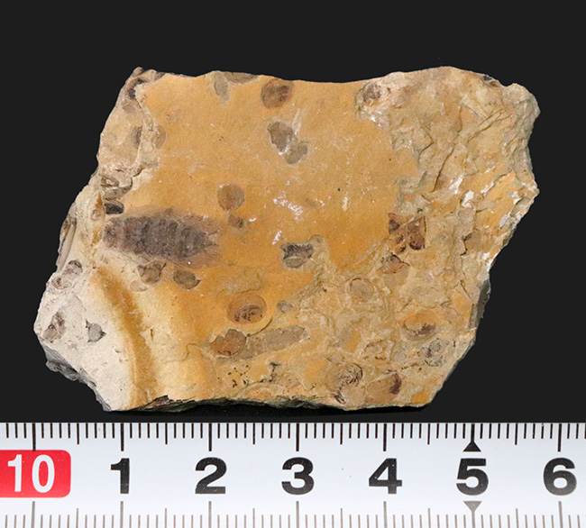 中国北部地方のジュラ紀の地層より採集された、セミに似た羽虫が鎮座した群集化石（その7）