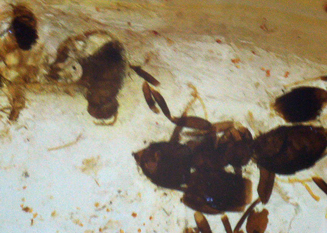多数の虫が内包！およそ１００万年前の針葉樹の樹脂が化石となったコーパル（Copal）（その4）
