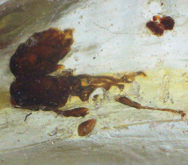 多数の虫が内包！およそ１００万年前の針葉樹の樹脂が化石となったコーパル（Copal）（その5）