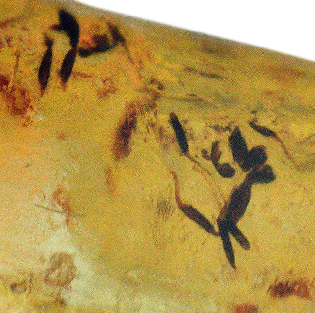 多数の虫が内包！およそ１００万年前の針葉樹の樹脂が化石となったコーパル（Copal）（その7）