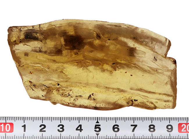 多数の虫が内包！およそ１００万年前の針葉樹の樹脂が化石となったコーパル（Copal）（その9）