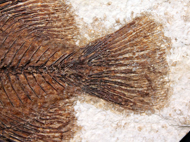 ５０００万年前の絶滅古代魚、グリーン・リバーフォーメーションの主的存在、古代魚、プリスカカラ(Priscacara liops)（その8）