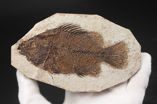 ５０００万年前の絶滅古代魚、グリーン・リバーフォーメーションの主的存在、古代魚、プリスカカラ(Priscacara liops)（その9）