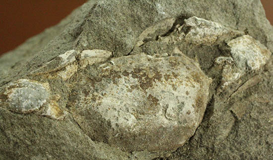 ナチュラル感あふれる、新生代の白いカニ化石（その12）
