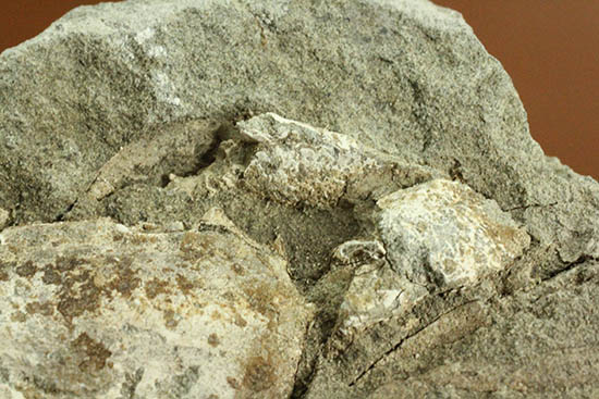 ナチュラル感あふれる、新生代の白いカニ化石(その4)