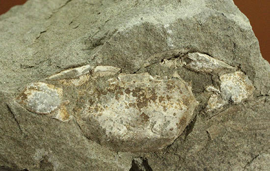 ナチュラル感あふれる、新生代の白いカニ化石(その5)