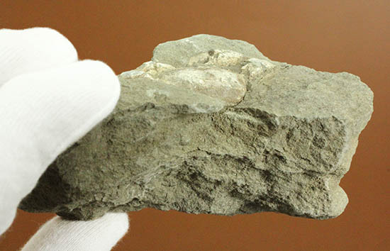 ナチュラル感あふれる、新生代の白いカニ化石(その7)