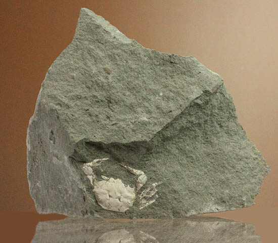 素晴らしい産状。岩を割ったらカニが現れた。全形を残すカニの化石。/新生代第三紀（6500万 -- 260万年前）【ot1033】