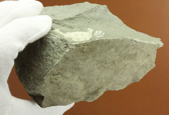 素晴らしい産状。岩を割ったらカニが現れた。全形を残すカニの化石。（その10）