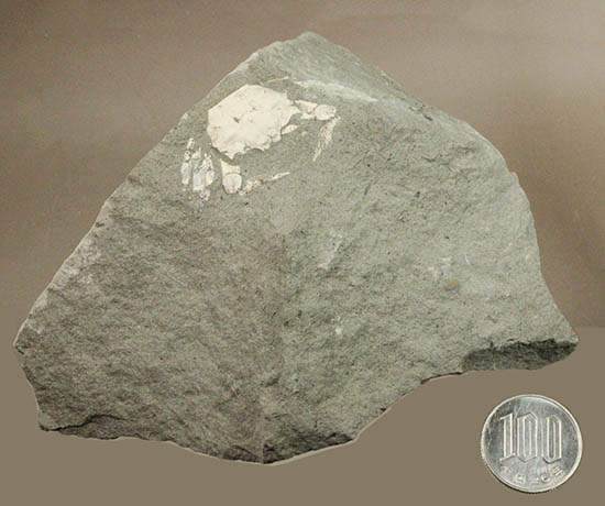 素晴らしい産状。岩を割ったらカニが現れた。全形を残すカニの化石。（その12）