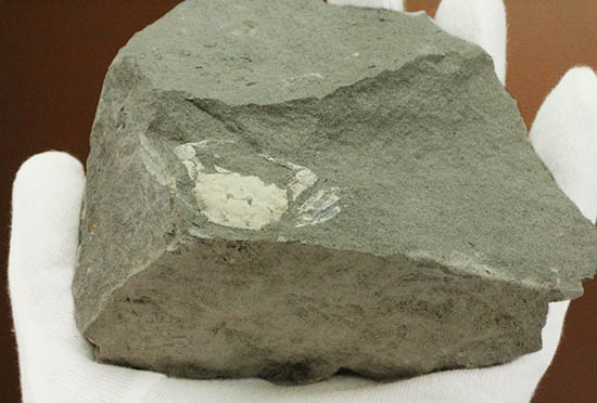 素晴らしい産状。岩を割ったらカニが現れた。全形を残すカニの化石。（その4）