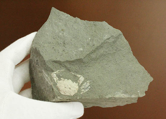 素晴らしい産状。岩を割ったらカニが現れた。全形を残すカニの化石。（その6）