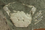 素晴らしい産状。岩を割ったらカニが現れた。全形を残すカニの化石。