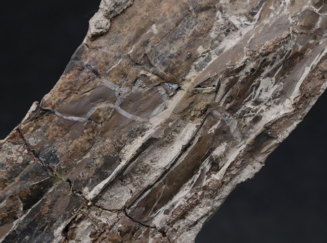 ジ・オールドコレクション！２８年前のツーソンショーでお披露目された、希少性ＭＡＸの、翼竜、プテラノドン（Pteranodon longiceps）の前腕部の化石（その10）