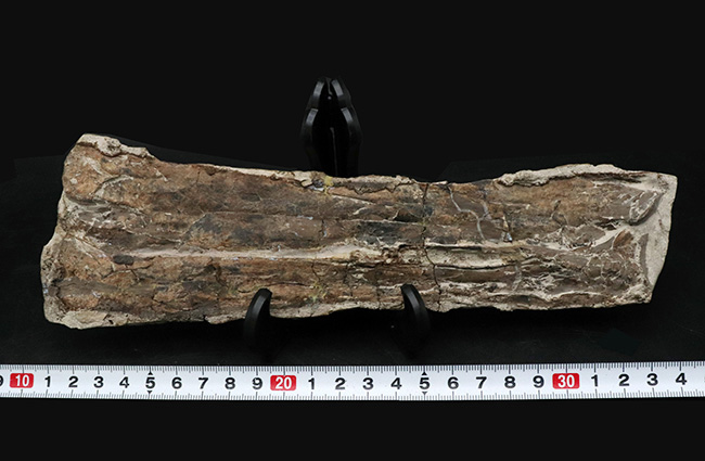 ジ・オールドコレクション！２８年前のツーソンショーでお披露目された、希少性ＭＡＸの、翼竜、プテラノドン（Pteranodon longiceps）の前腕部の化石（その11）