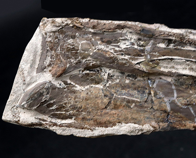 ジ・オールドコレクション！２８年前のツーソンショーでお披露目された、希少性ＭＡＸの、翼竜、プテラノドン（Pteranodon longiceps）の前腕部の化石（その9）