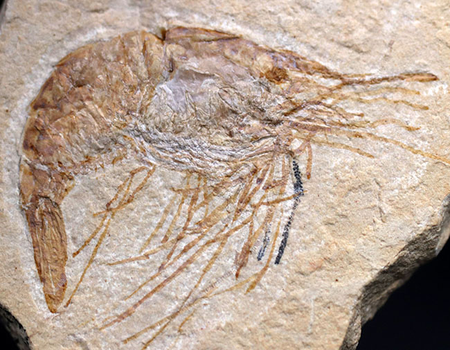 保存状態良好、美しい石灰岩の中に佇む、レバノン産白亜紀のエビ（Carpopenaeus）の化石（その1）