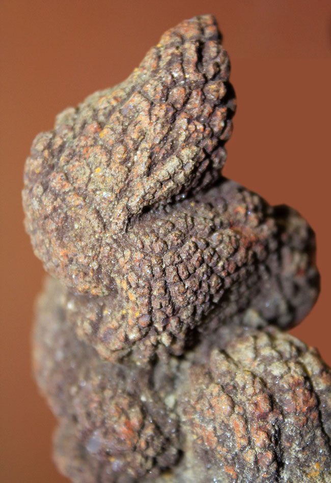 ザ・糞というべき、見事なフォルムをしたマダガスカル産の海生爬虫類の糞と思しき化石（Coprolite）（その3）