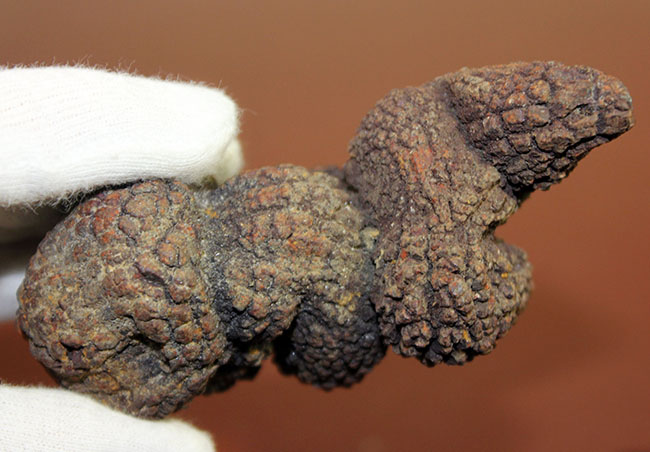 ザ・糞というべき、見事なフォルムをしたマダガスカル産の海生爬虫類の糞と思しき化石（Coprolite）（その7）