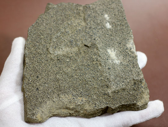 4億5千年前の海底に棲息していた、長～い触手がユーモラスなクモヒトデのハイグレード化石。専用スタンド付き。（その8）