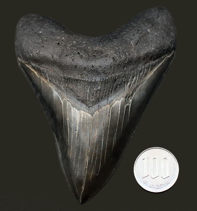 こだわりの厳選品！光沢のあるエナメル質、先端まで保存されたセレーション！人気のメガロドン（Carcharodon megalodon）の上質な歯化石（その12）