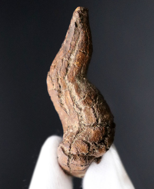 運が付く！？ディティールが非常によく保存された、米国オレゴン州産の糞化石、コプロライト（Coprolite）（その1）