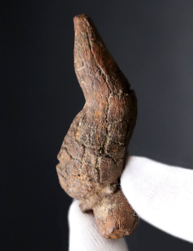 運が付く！？ディティールが非常によく保存された、米国オレゴン州産の糞化石、コプロライト（Coprolite）（その2）