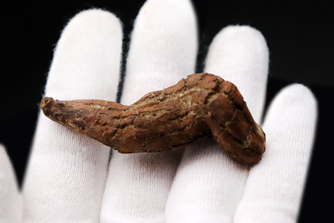 運が付く！？ディティールが非常によく保存された、米国オレゴン州産の糞化石、コプロライト（Coprolite）（その4）