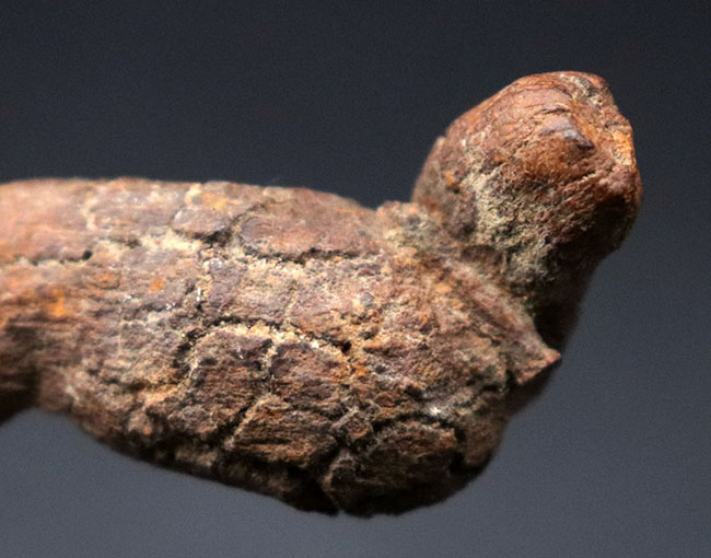 運が付く！？ディティールが非常によく保存された、米国オレゴン州産の糞化石、コプロライト（Coprolite）（その5）