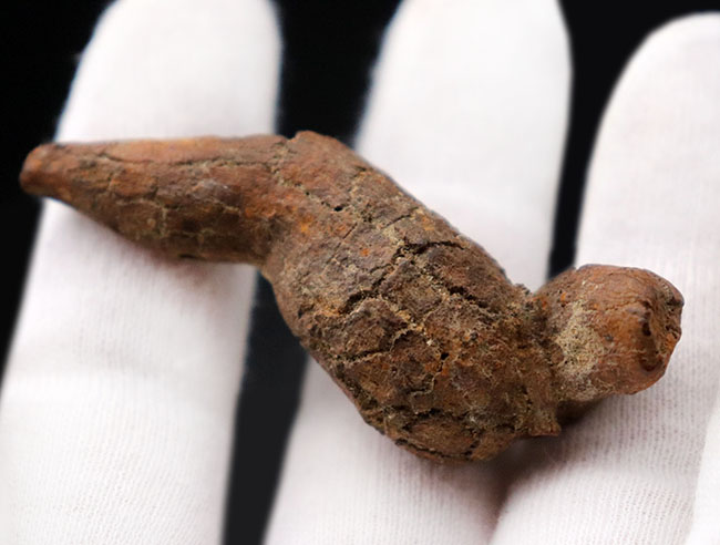 運が付く！？ディティールが非常によく保存された、米国オレゴン州産の糞化石、コプロライト（Coprolite）（その7）