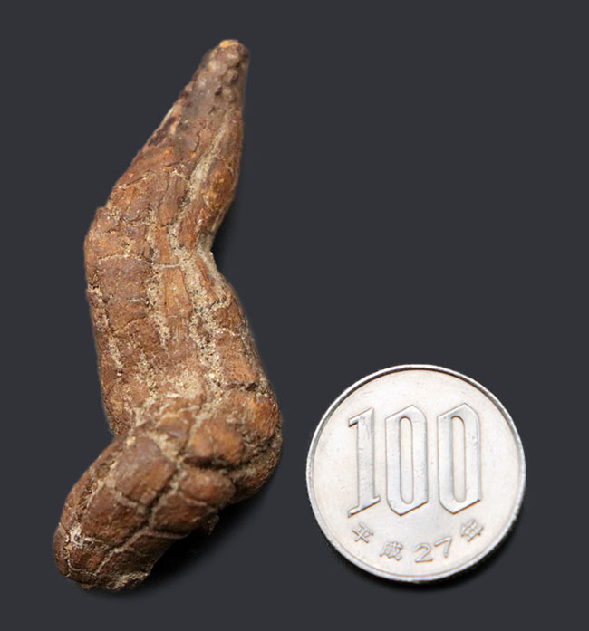 運が付く！？ディティールが非常によく保存された、米国オレゴン州産の糞化石、コプロライト（Coprolite）（その8）